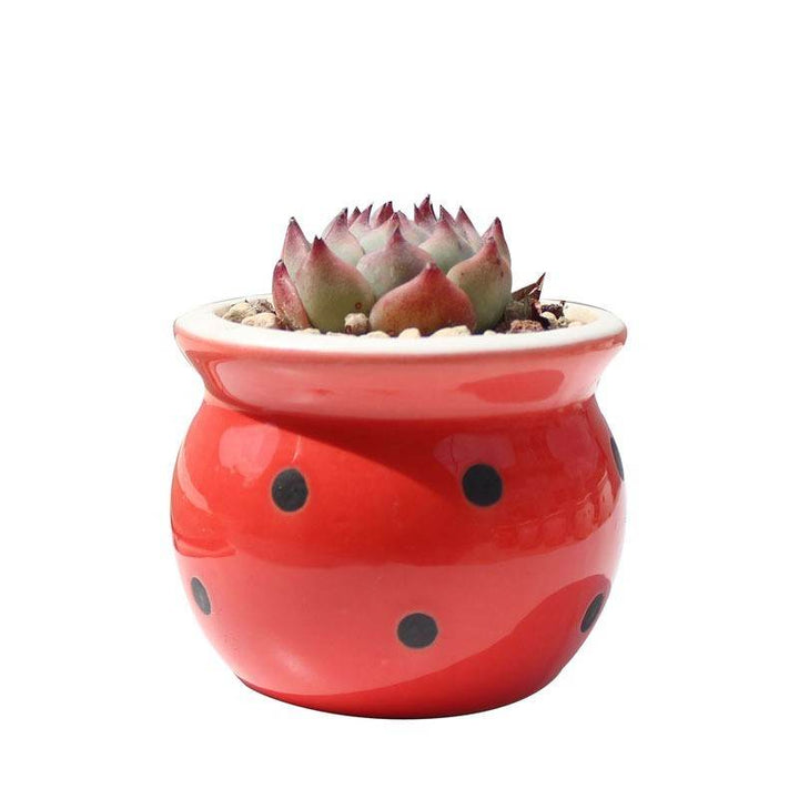 Succulent Flower Pot Ceramic Flower Pot Thumb Pot - ZEYTONCART