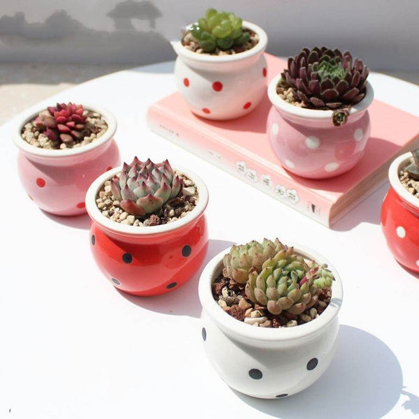 Succulent Flower Pot Ceramic Flower Pot Thumb Pot - ZEYTONCART