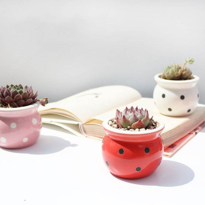 Succulent Flower Pot Ceramic Flower Pot Thumb Pot - ZEYTONCART