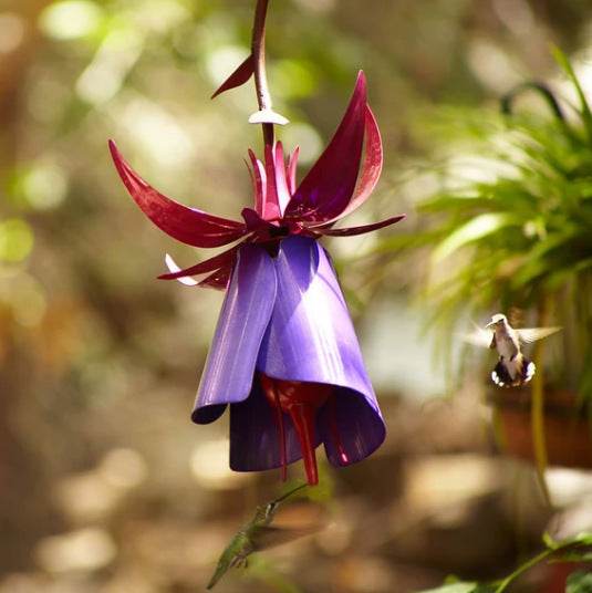 Sensation Pink Coneflower Bird Feeder - ZEYTONCART