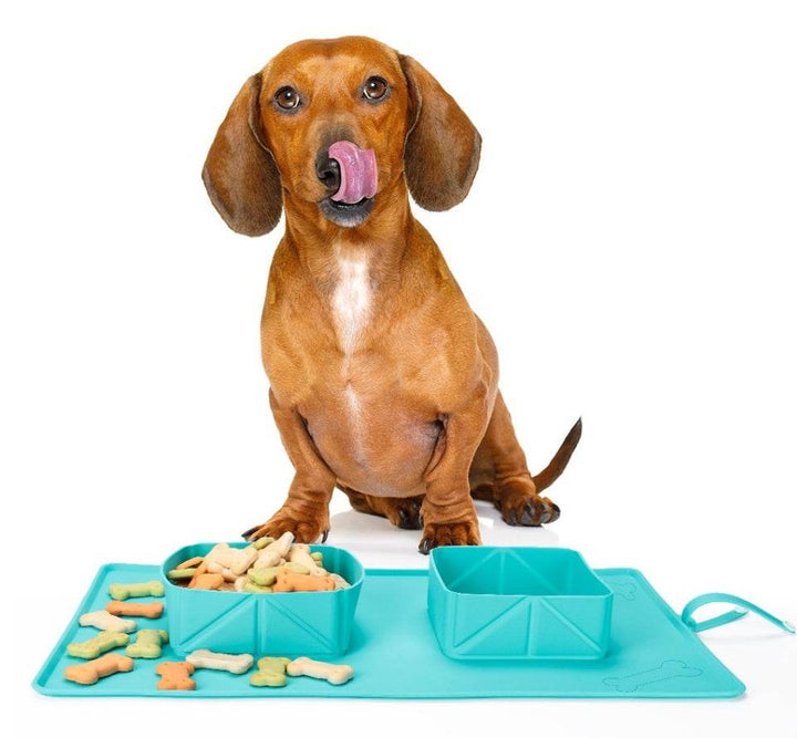Dogs Puppy Bowls  Silicone Bowls - ZEYTONCART