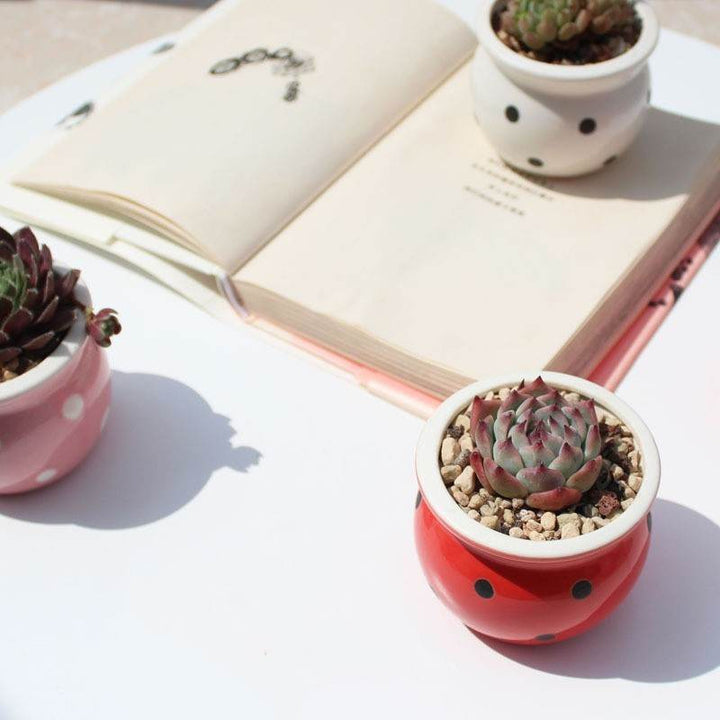 Succulent Flower Pot Ceramic Flower Pot Thumb Pot - ZEYTONCART