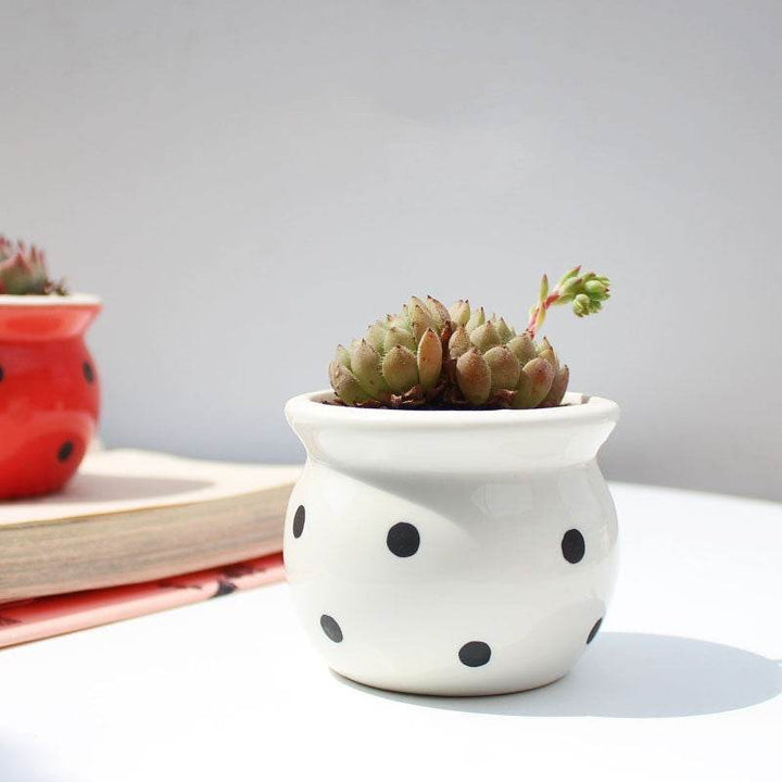 Succulent Flower Pot Ceramic Flower Pot Thumb Pot - ZEYTONCART