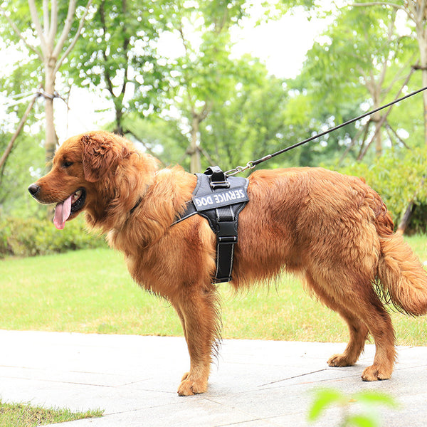 Personalization Of Pet Chest Strap Products - ZEYTONCART