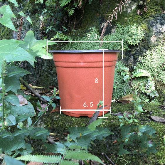 Plastic two-color nursery pots - ZEYTONCART