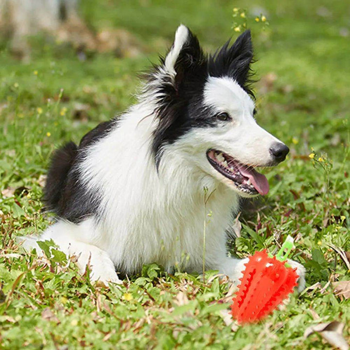 Interactive Dog Teething Chili Chewers Toy Interactive Toys Dog Toys - ZEYTONCART