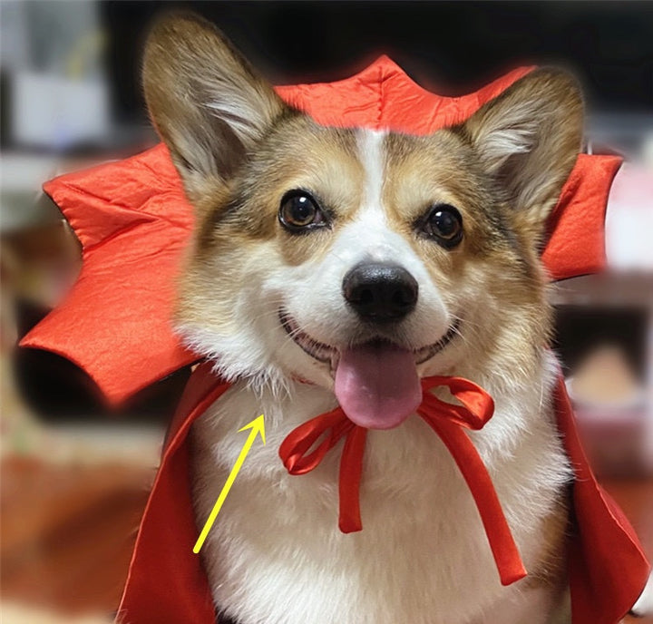 Halloween Pet Costumepet Halloween Cape Vampire King - ZEYTONCART